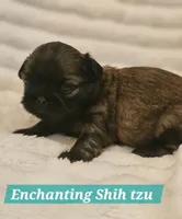 AKC BABY BOY, a male Shih Tzu for sale in Dexter, KY – 3 of 10