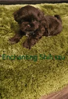 AKC CHOCOLATE LIVER , a male Shih Tzu for sale in Dexter, KY – 5 of 9