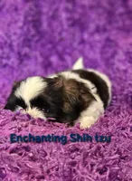 Akc Woody, a male Shih Tzu for sale in Dexter, KY – 4 of 4