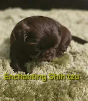 Akc chocolate Pooky , a male Shih Tzu for sale in Dexter, KY – 5 of 10