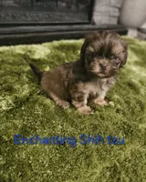 AKC liver Dobie, a male Shih Tzu for sale in Dexter, KY – 3 of 10