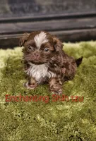 Akc Chocolate S'mores, a male Shih Tzu for sale in Dexter, KY – 3 of 6