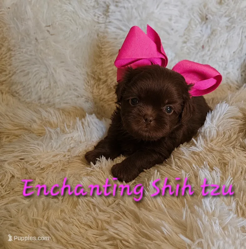 Akc chocolate girl  – Shih Tzu puppy for sale in Dexter, KY