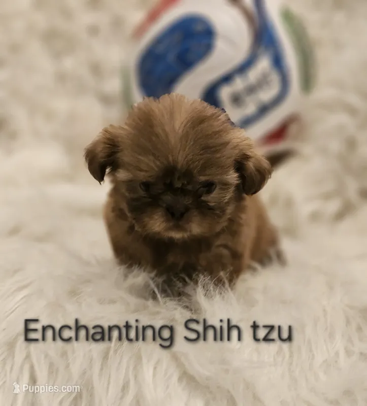 AKC  macchiato  – Shih Tzu puppy for sale in Dexter, KY
