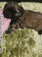 AKC Wookie , a male Shih Tzu for sale in Dexter, KY – 9 of 10