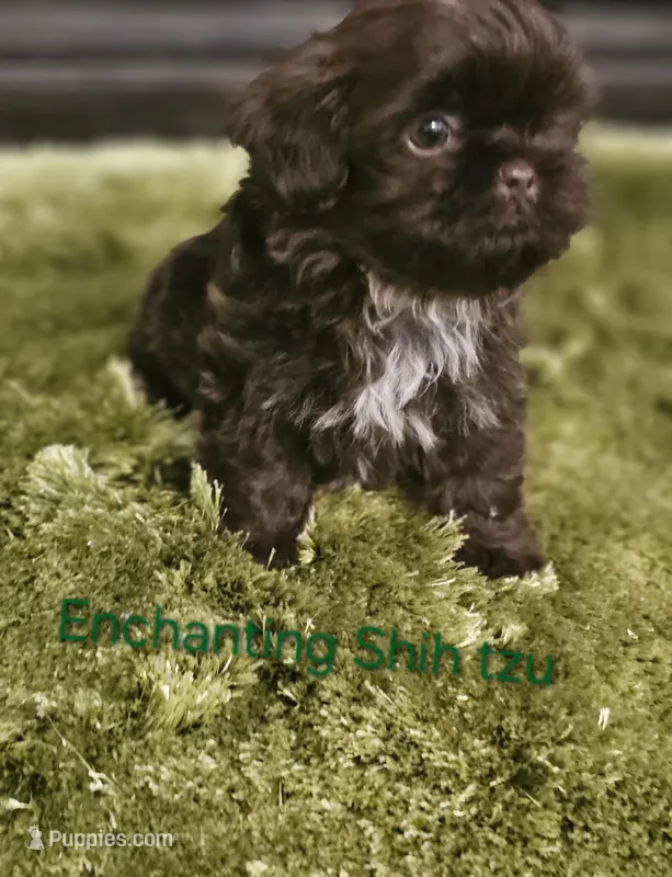 AKC CHOCOLATE LIVER  – Shih Tzu puppy for sale in Dexter, KY
