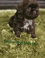 AKC CHOCOLATE LIVER , a male Shih Tzu for sale in Dexter, KY – 1 of 9
