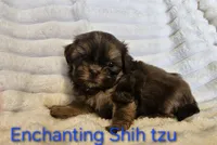 AKC liver Dobie, a male Shih Tzu for sale in Dexter, KY – 10 of 10