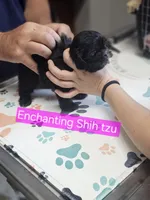 AKC  Java, a female Shih Tzu for sale in Dexter, KY – 2 of 5