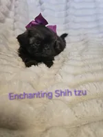 AKC girl 2, a female Shih Tzu for sale in Dexter, KY – 6 of 7