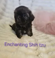 AKC girl 2, a female Shih Tzu for sale in Dexter, KY – 2 of 7