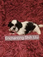 Akc Beau,  none fading black and white , a male Shih Tzu for sale in Dexter, KY – 4 of 7