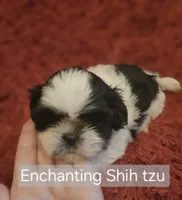 Akc Beau,  none fading black and white , a male Shih Tzu for sale in Dexter, KY – 5 of 7