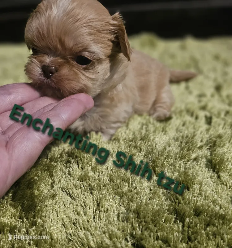 AKC BABY  – Shih Tzu puppy for sale in Dexter, KY