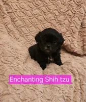 AKC  Java, a female Shih Tzu for sale in Dexter, KY – 3 of 5