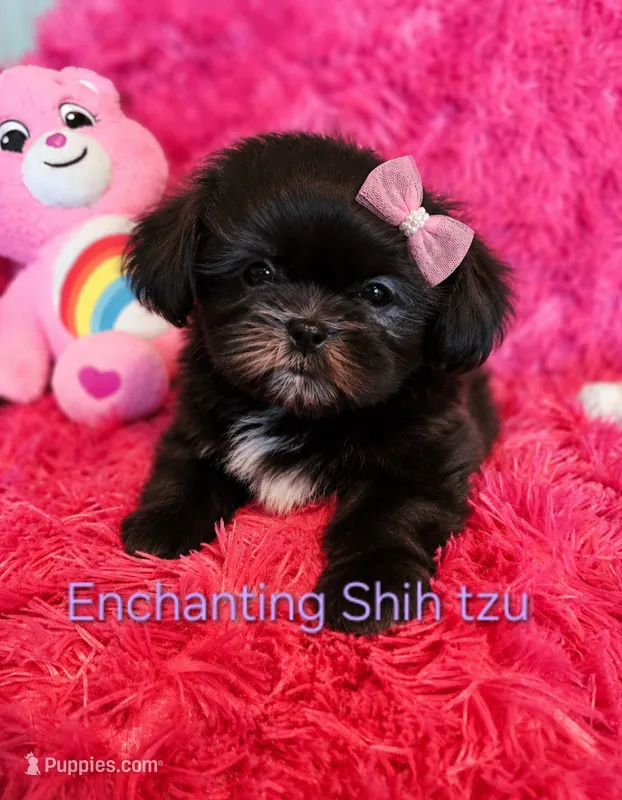 AKC  Java – Shih Tzu puppy for sale in Dexter, KY