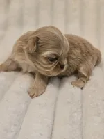 AKC BABY , a male Shih Tzu for sale in Dexter, KY – 5 of 5