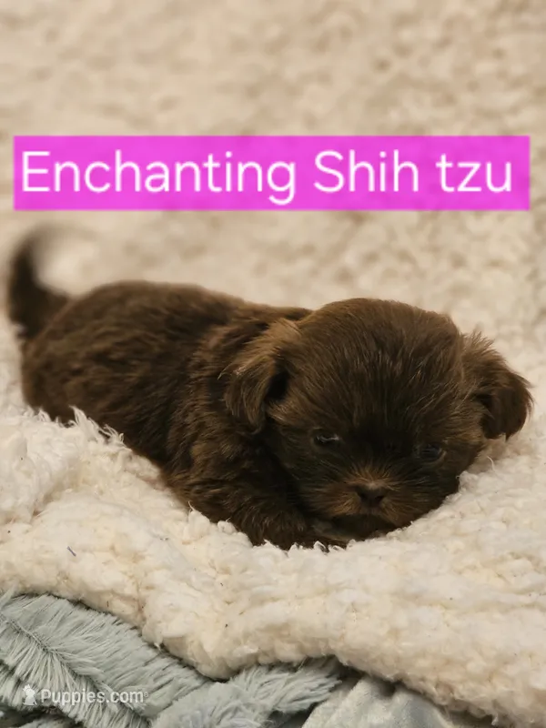 Akc Latte  – Shih Tzu puppy for sale in Dexter, KY