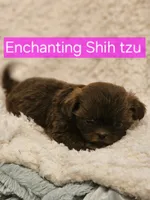 Akc Latte , a female Shih Tzu for sale in Dexter, KY – 1 of 6