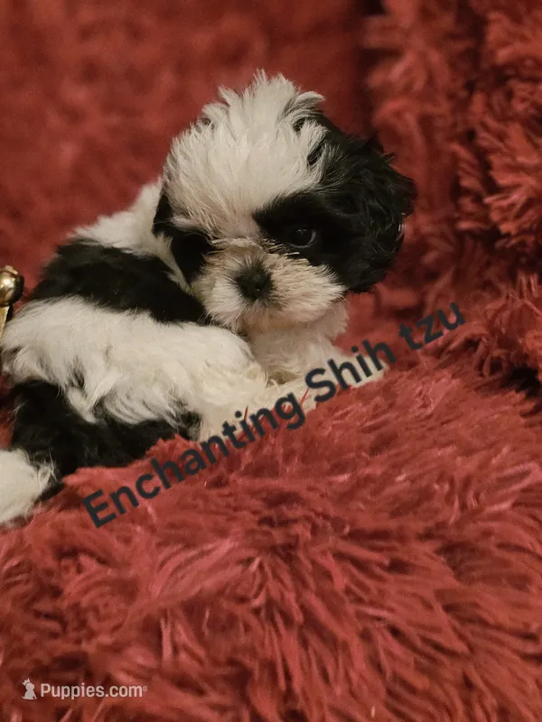 Akc Buddy  – Shih Tzu puppy for sale in Dexter, KY