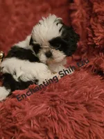 Akc Pixel , a male Shih Tzu for sale in Dexter, KY – 1 of 3