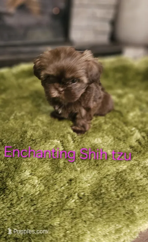 AKC girl 2 – Shih Tzu puppy for sale in Dexter, KY