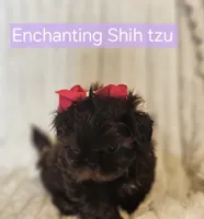 Akc chocolate girl , a female Shih Tzu for sale in Dexter, KY – 3 of 10