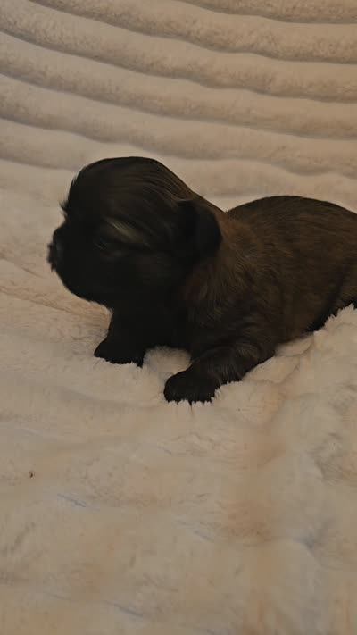 AKC BABY BOY, a male Shih Tzu for sale in Dexter, KY – 4 of 10