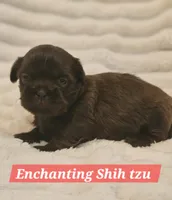 Akc chocolate , a male Shih Tzu for sale in Dexter, KY – 8 of 10