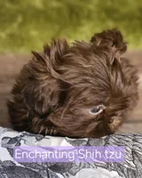 Akc chocolate girl , a female Shih Tzu for sale in Dexter, KY – 6 of 10