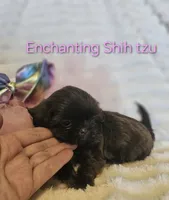 AKC CHOCOLATE girl , a female Shih Tzu for sale in Dexter, KY – 9 of 9