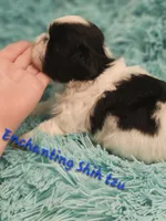 Akc bob, a male Shih Tzu for sale in Dexter, KY – 2 of 4