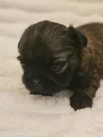 AKC BABY BOY, a male Shih Tzu for sale in Dexter, KY – 7 of 10