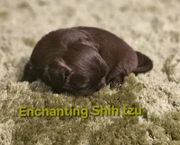 Akc chocolate Pooky , a male Shih Tzu for sale in Dexter, KY – 4 of 10
