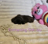 AKC CHOCOLATE girl , a female Shih Tzu for sale in Dexter, KY – 8 of 9