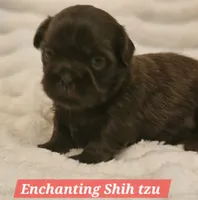 Akc chocolate , a male Shih Tzu for sale in Dexter, KY – 3 of 10