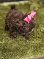 Akc chocolate girl , a female Shih Tzu for sale in Dexter, KY – 2 of 10