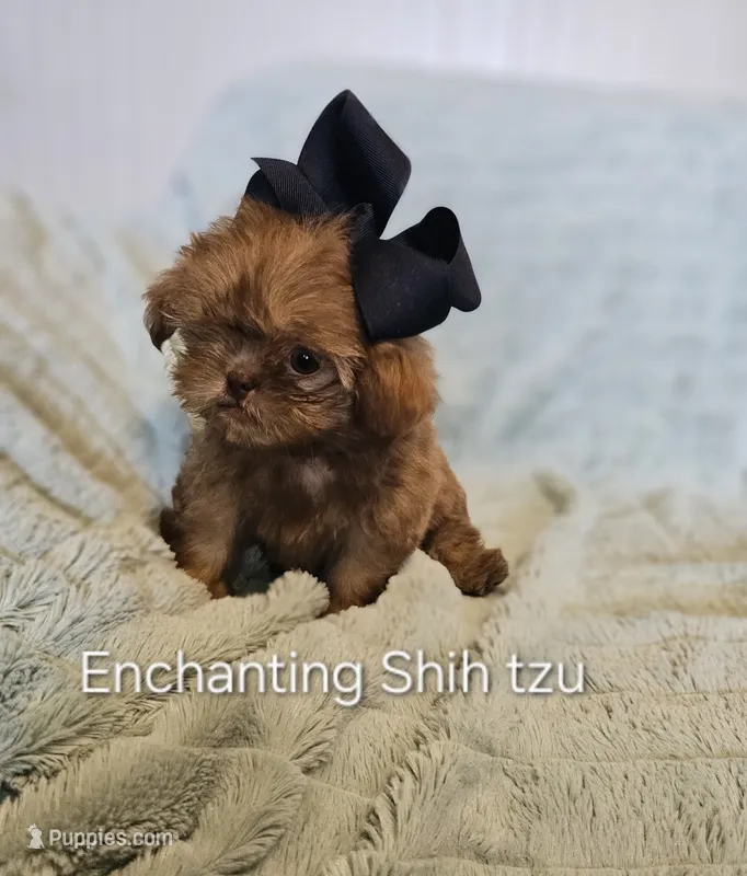 AKC  Red Liver  – Shih Tzu puppy for sale in Dexter, KY