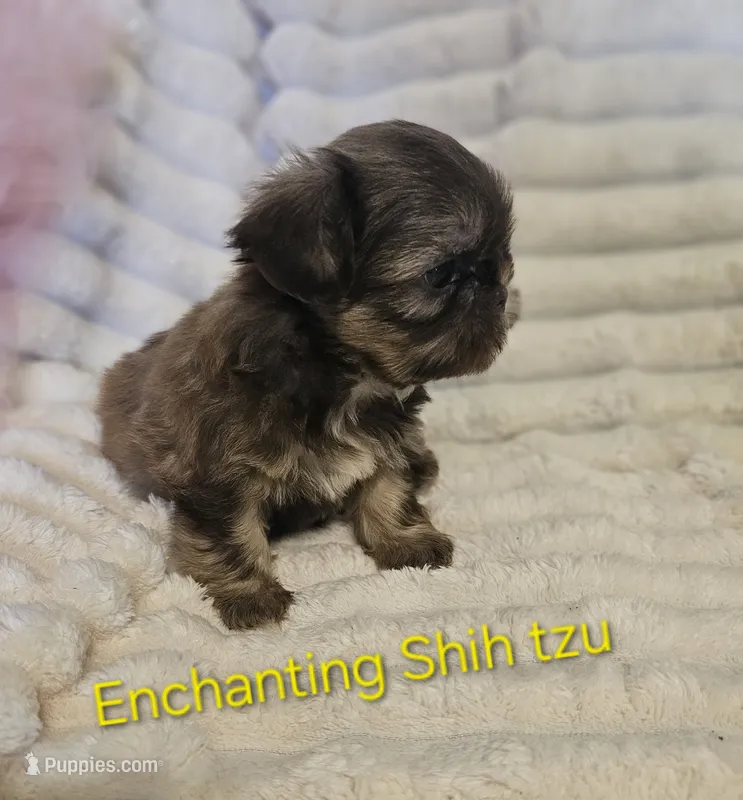 AKC Dobie markings  – Shih Tzu puppy for sale in Dexter, KY