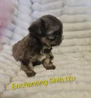 AKC Dobie markings , a male Shih Tzu for sale in Dexter, KY – 1 of 9