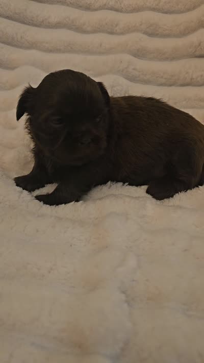 Akc chocolate , a male Shih Tzu for sale in Dexter, KY – 10 of 10