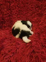 Akc Beau,  none fading black and white , a male Shih Tzu for sale in Dexter, KY – 6 of 7