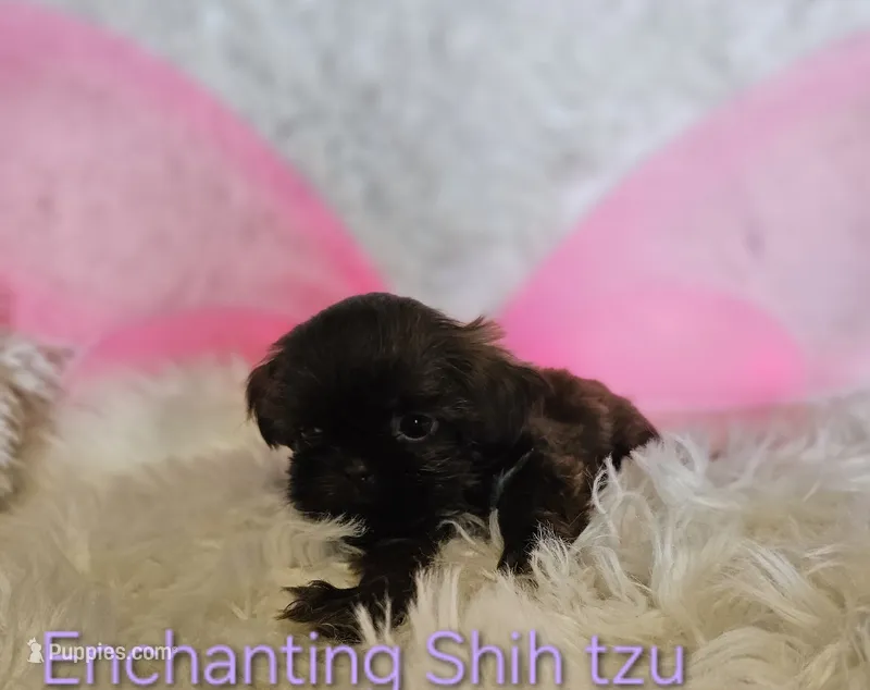 AKC CHOCOLATE girl  – Shih Tzu puppy for sale in Dexter, KY
