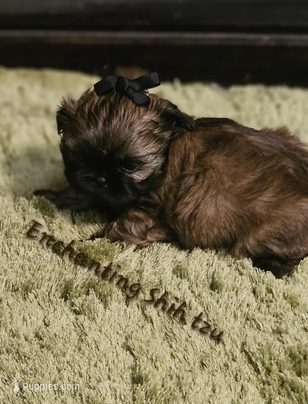 AKC Wookie  – Shih Tzu puppy for sale in Dexter, KY
