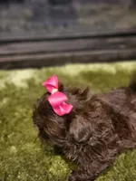 Akc chocolate girl , a female Shih Tzu for sale in Dexter, KY – 7 of 10