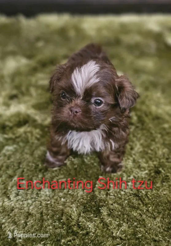 Akc Chocolate S'mores – Shih Tzu puppy for sale in Dexter, KY