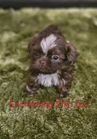Akc Chocolate S'mores, a male Shih Tzu for sale in Dexter, KY – 1 of 6