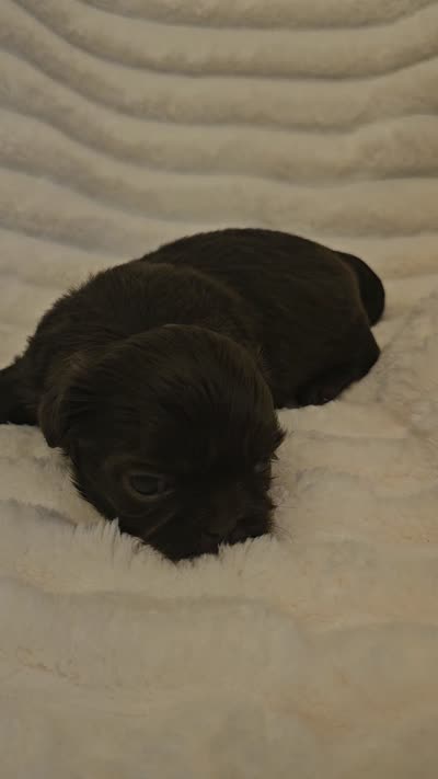 Akc chocolate girl , a female Shih Tzu for sale in Dexter, KY – 2 of 3