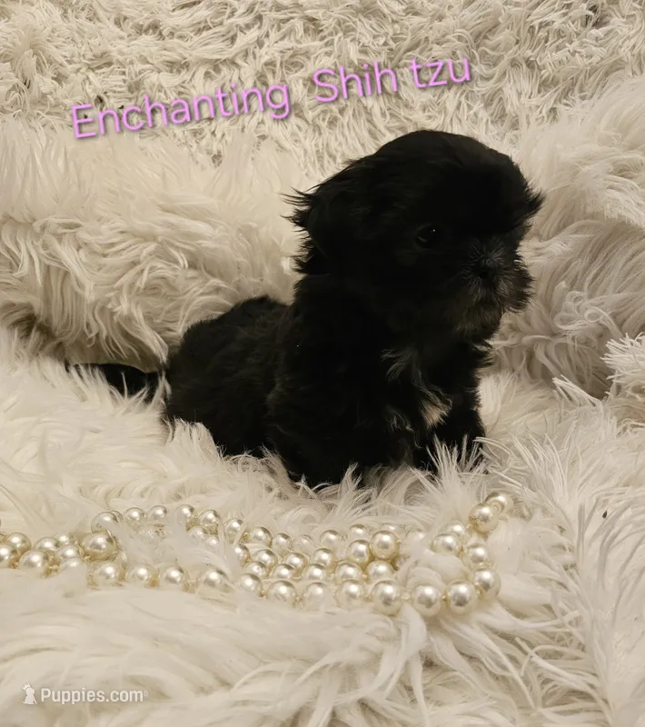 AKC  Java – Shih Tzu puppy for sale in Dexter, KY