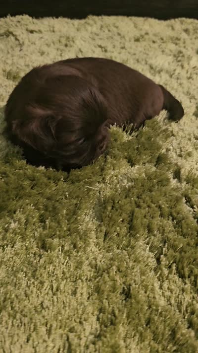 Akc chocolate Pooky , a male Shih Tzu for sale in Dexter, KY – 10 of 10